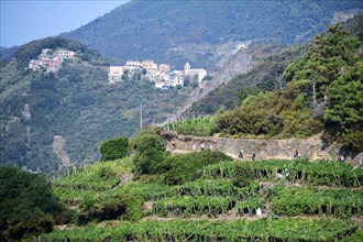 Walking trails through the vineyards near Corniglia
