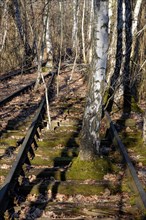 Birch growing between tracks