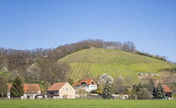 Vineyard on the German Bosel with the village of Soernewitz