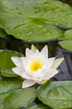 Flowering european white water lily