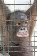 Orangutan locked in a cage