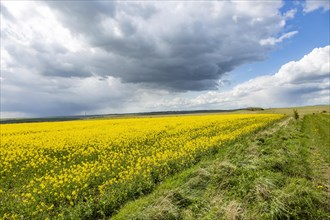 Rain clouds passing over crop yellow flowers oiled seed rape