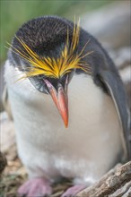 Close-up of a macaroni penguin