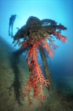Diver looking at propeller with klunzinger's soft corals