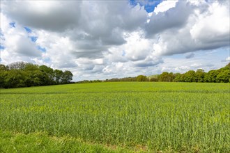 Rural landscape green cereal crop rolling clouds