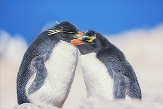Two Rockhopper penguins