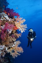 Diver on coral reef wall looking at multicoloured klunzinger's soft coral