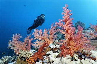 Diver looking at various soft corals