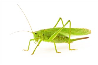 Green grasshopper