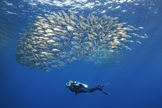 Diver observes shoal of five-striped tails