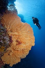 Diver on coral reef wall looking at giant sea fan