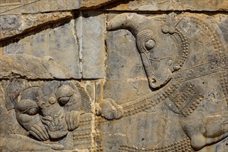 Relief Lion Fighting with Bull