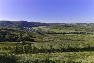 Vineyards on the Moselle