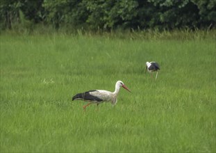 Storks in a meadow on the Neisse