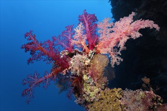 Klunzinger's soft coral