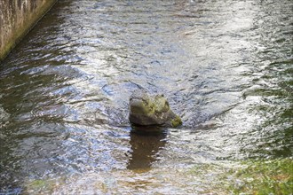 Crocodile head in the Gewerbebach between Insel and Gerberau