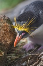 Close-up of a macaroni penguin
