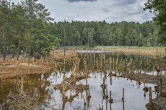 Muskau Arc Geopark