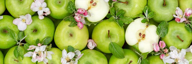 Apples Fruits Green Apple Fruit Background with Flowers and Leaves Panorama