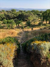 Path through Mediterranean landscape with dry meadows and olive trees