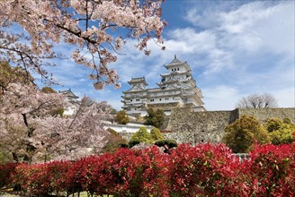Cherry blossom at Himeji Castle