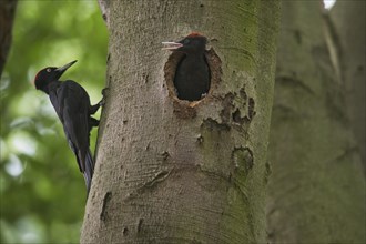 Black woodpecker