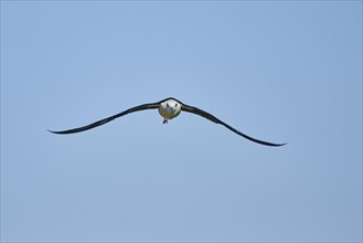 Black-winged stilt