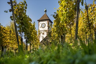 Vineyard in autumn with Schwabentor