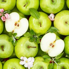 Apples fruits green apple fruit background with flowers and leaves square