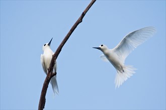 White terns