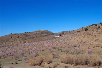 Several flowering almond trees in front of country house on hillside