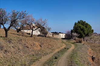 Unpaved driveway to abandoned country house with pine and almond trees