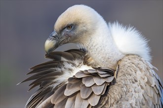 Griffon vulture