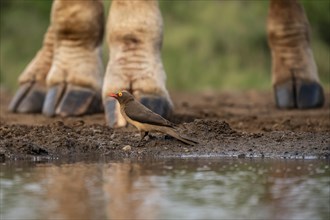 A red-billed oxpecker