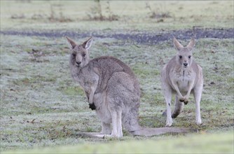 Eastern grey kangaroo