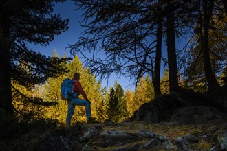 Mountaineer in front of autumnal larch