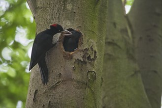 Black woodpecker