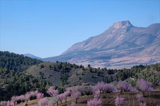 Landscape with blossoming almond plantation and mountain La Muela