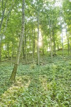 Forest with deciduous trees in summer