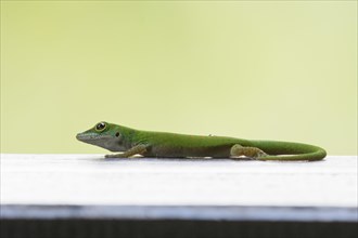 Small day gecko