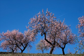 Blooming almond plantation with blue sky and aeroplane