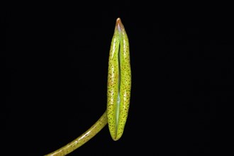 A leaf of the Indian lotus