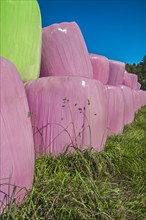 Hay bales in pink or pink plastic foil near Bad Toelz