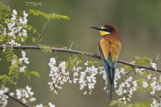 Bee-eater