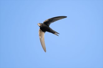 Common swift