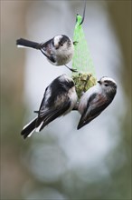 Long-tailed tits