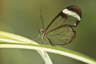 Glass butterfly