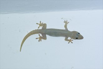 Night gecko