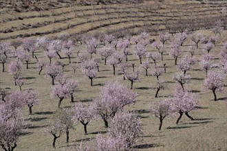 Blooming almond orchard on mountain slope