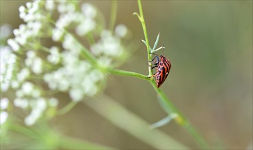Climbing italian striped-bug